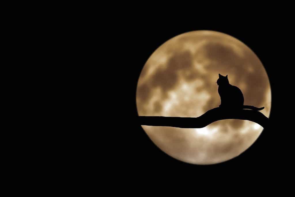 hauntedcatjpg