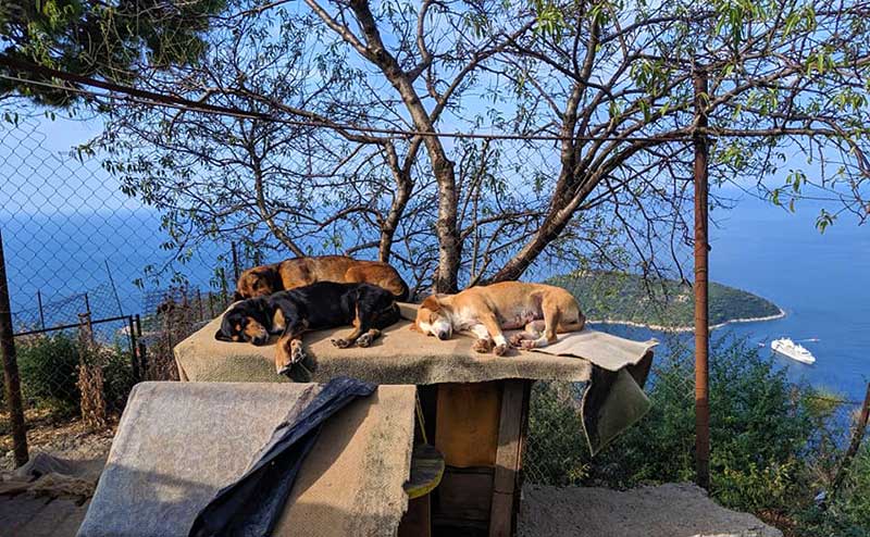 zarkovica animal shelter sleeping